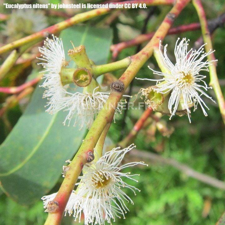 Eucalyptus nitens, gommier brillant image